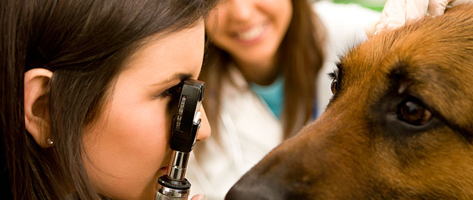Ophthalmology | Veterinary Emergency Clinic